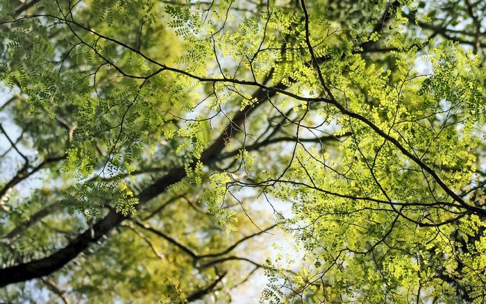 Sunlight filtering through green tree leaves and branches