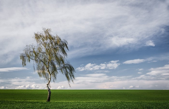 Lone birch tree in a green field under a cloudy sky