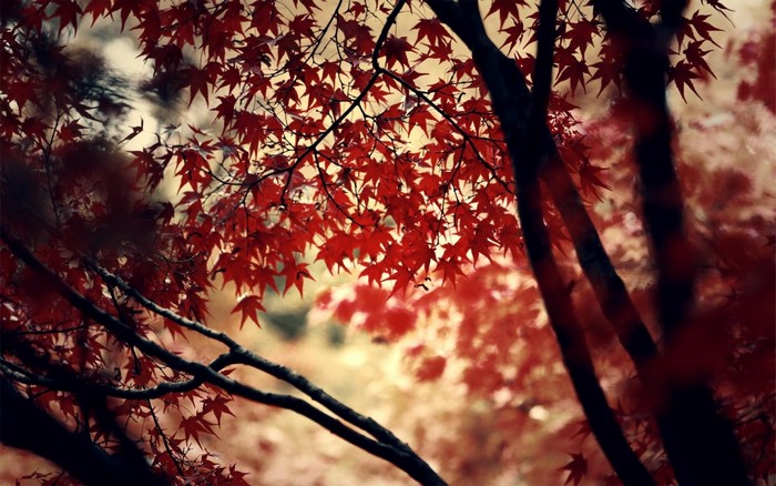 Red maple leaves on branches in sunlight