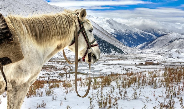 White horse in a snowy mountain landscape