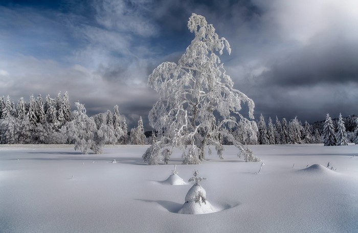 Snow-covered trees in a winter landscape under a cloudy sky