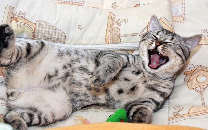 A tabby kitten yawning widely on a patterned blanket
