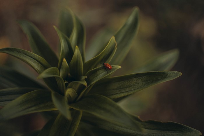 Red beetle on a green plant leaf