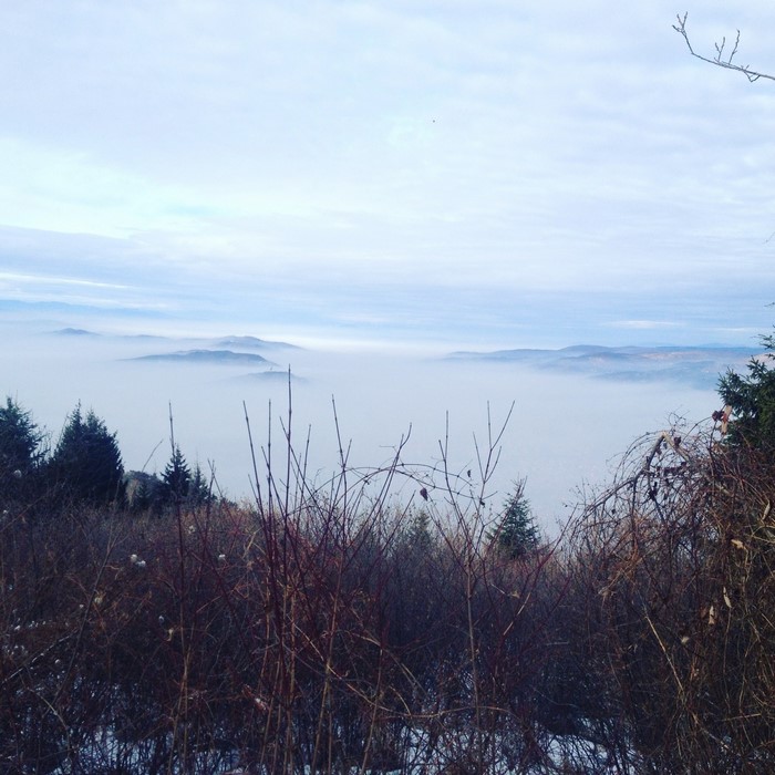 Foggy mountain landscape with trees and branches