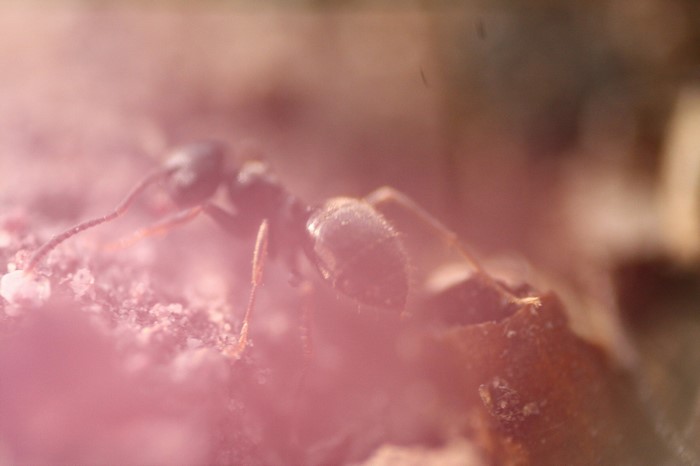 Macro photography of an ant on the ground