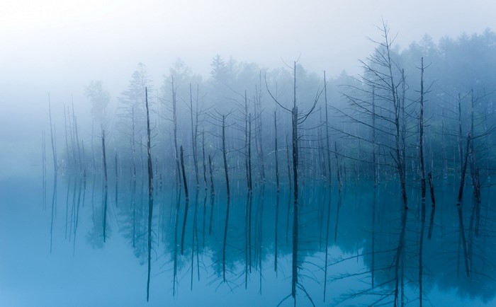 Blue pond with dead trees in fog