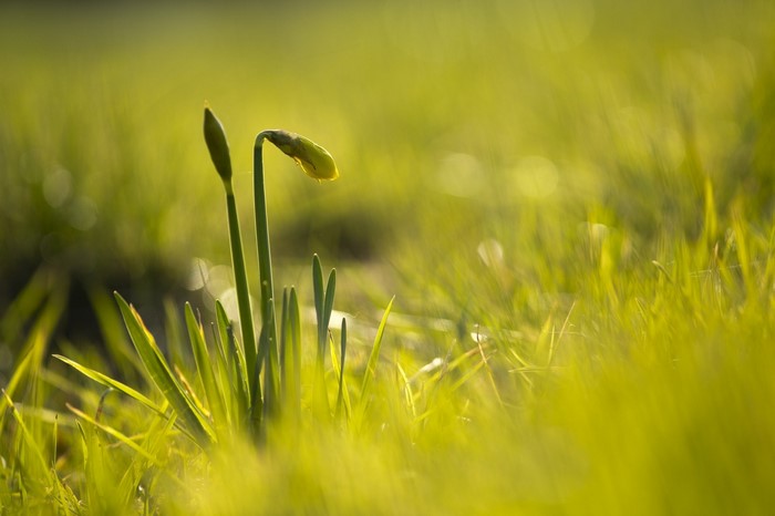 Two daffodil buds in a grassy field at sunrise