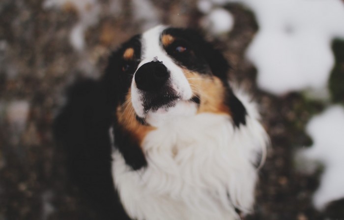 Bernese Mountain Dog puppy in the snow