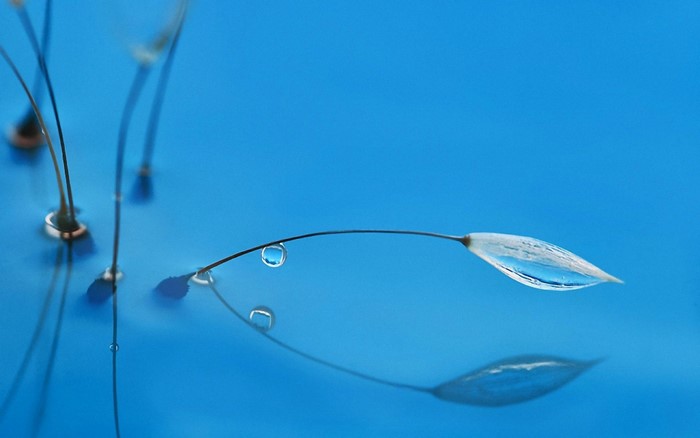 Macro shot of dandelion seeds with water drops on blue background