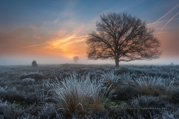 Misty sunrise over a frosty field with a lone tree
