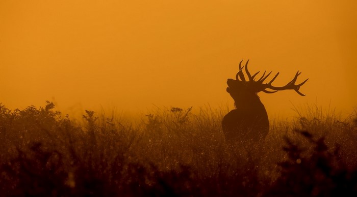 Elk Silhouette at Sunrise in Autumn Savanna