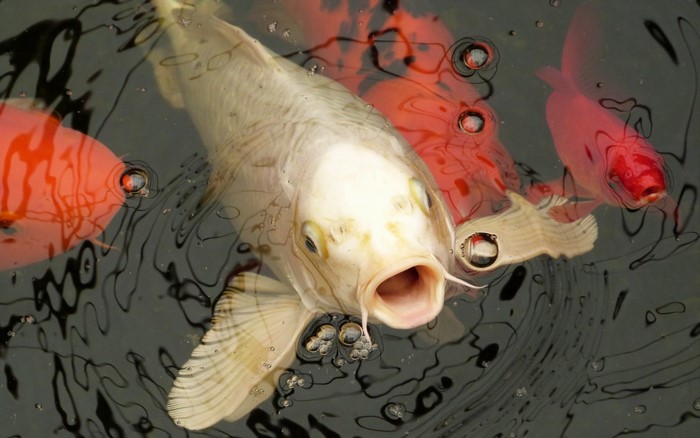 Close-up of a white koi fish with mouth open among red fish