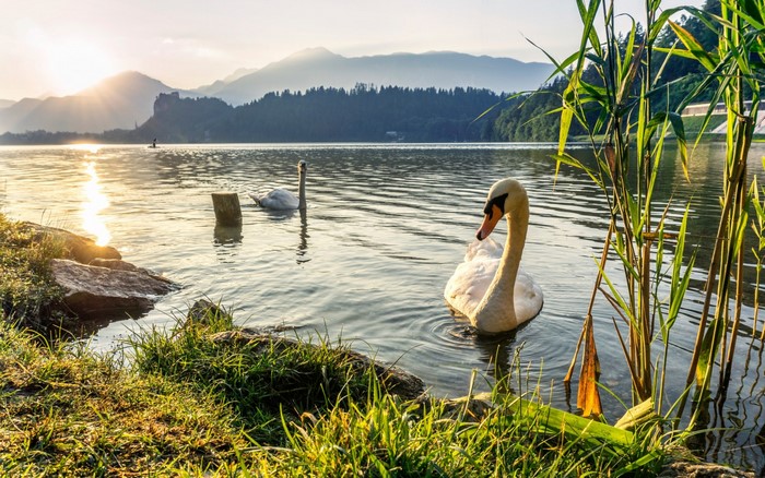 Two swans on a lake at sunrise with mountains in the background