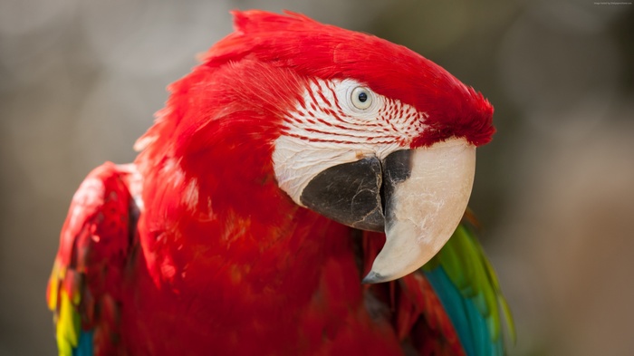 Close-up of a red macaw parrot