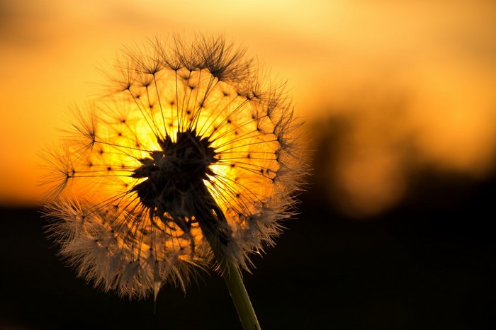 Dandelion seed head backlit by sunset