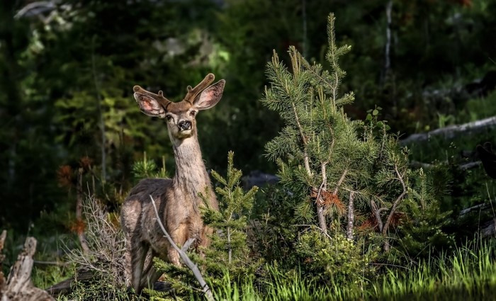 Deer with antlers in a forest