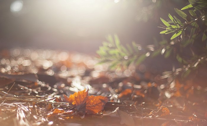 Sunlight filtering through autumn leaves on a forest floor