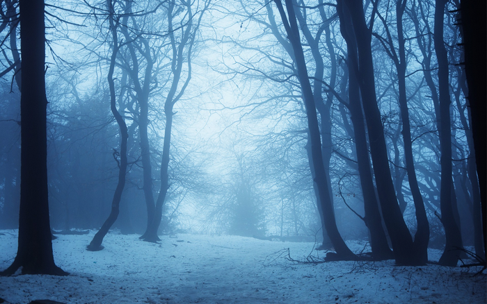 Snowy forest path with bare trees in fog
