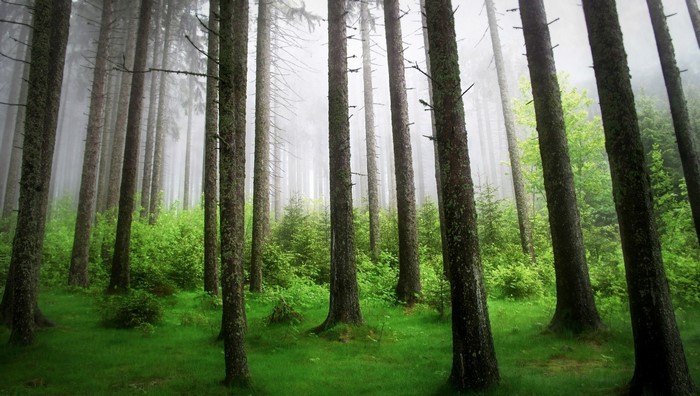 Misty forest with tall spruce trees and green undergrowth