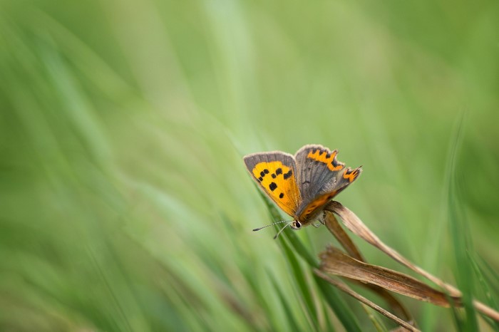 Small copper butterfly on dry grass with green background