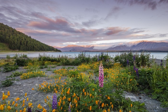 Lake Tekapo with lupins and mountains at sunset