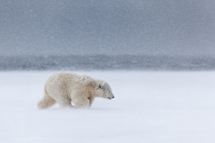 Polar bear cub walking in a snowstorm
