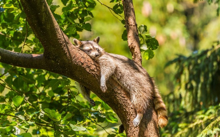 Raccoon sleeping on a tree branch in a forest