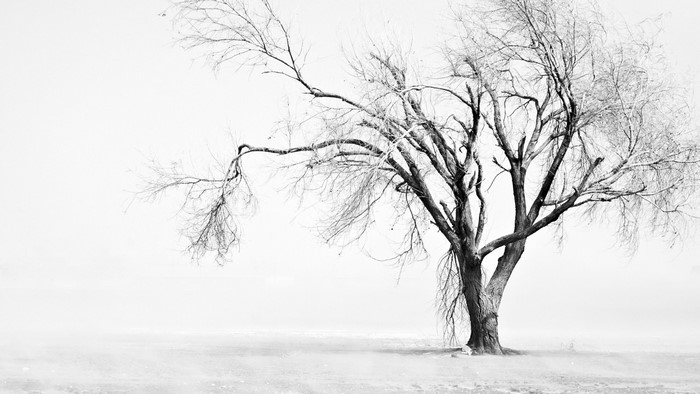 Bare tree in a misty, monochrome landscape