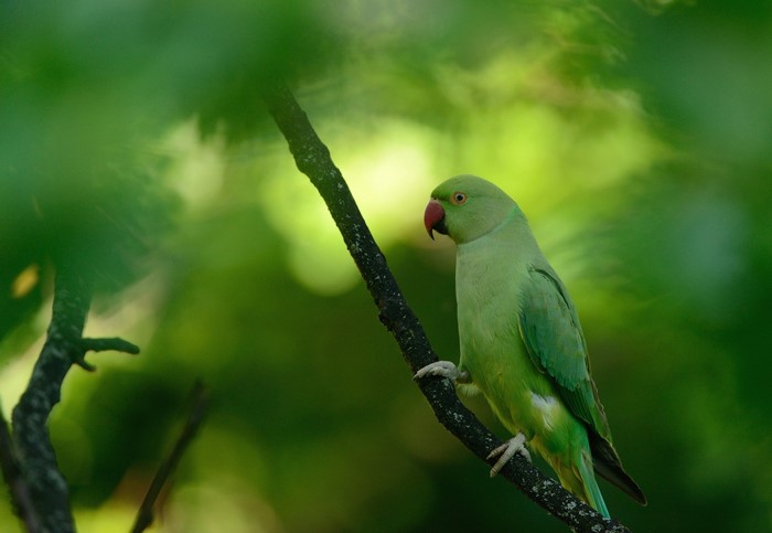 Green Parrot Perched on Tree Branch