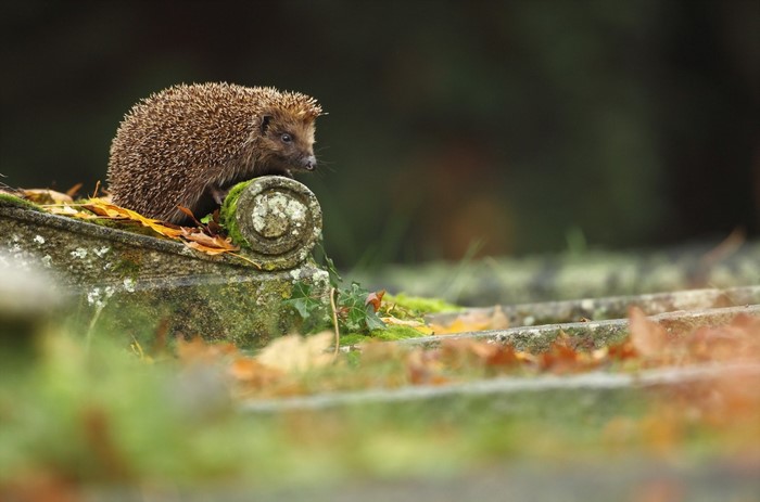 Hedgehog on a mossy stone with autumn leaves