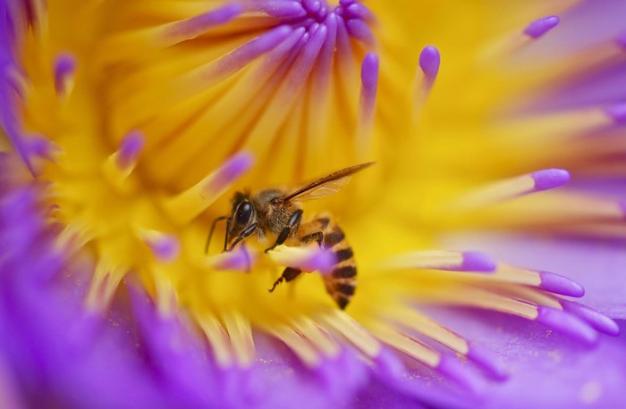 Honey Bee Collecting Pollen on Vibrant Flower