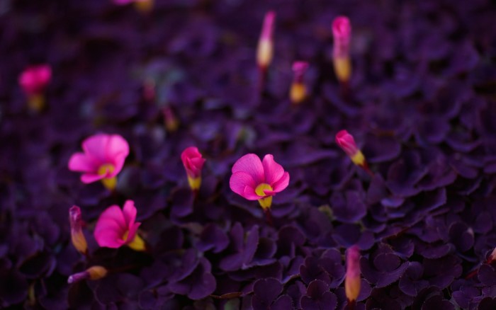 Close-up of pink flowers on purple leaves