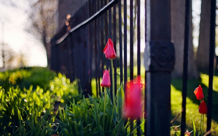 Red tulips in front of a black metal fence