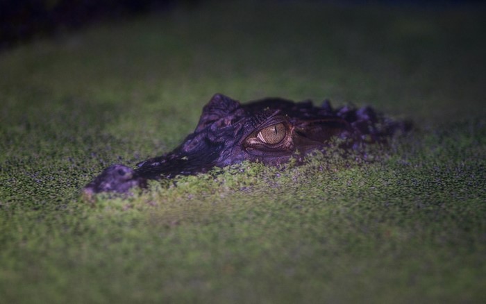 Close up of an alligator's eye in green water