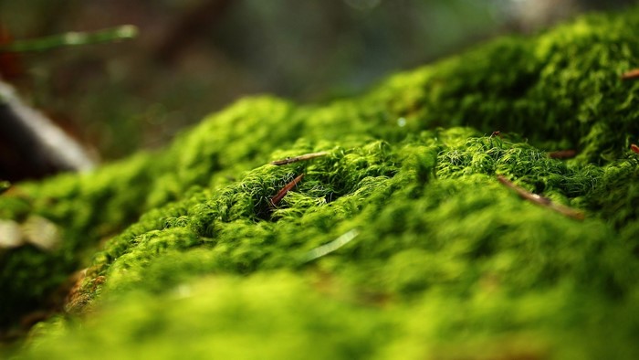 Close-up of green moss with small twigs