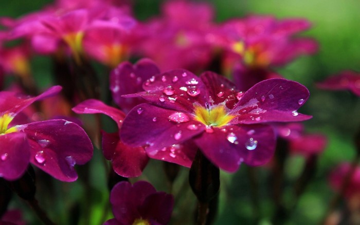 Close-up of purple flowers with water drops