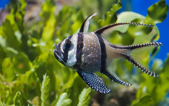 Banggai Cardinalfish swimming near green coral