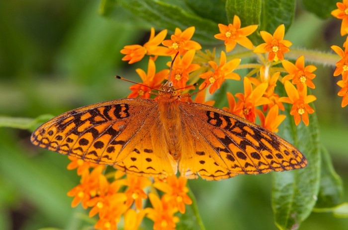 Orange butterfly on orange wildflowers