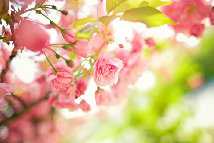 Close up of pink cherry blossoms on a branch
