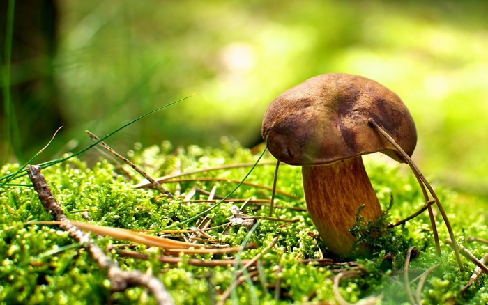 Close-up of a brown mushroom on green moss
