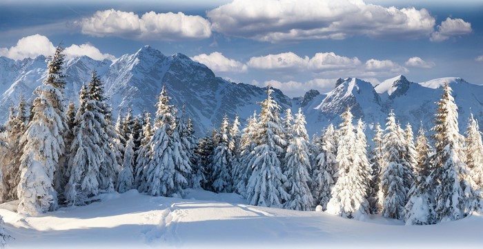 Snow-covered trees in front of majestic mountains under a cloudy sky