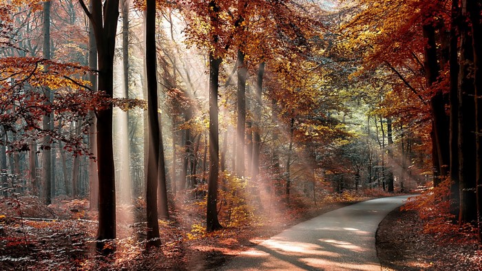 Sunlight filtering through trees on an autumn forest road