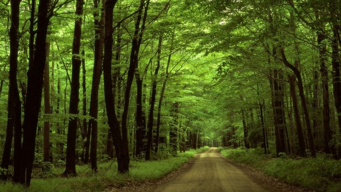 Dirt road through a dense green forest