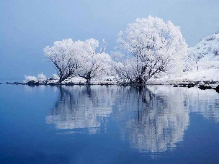 Frosted trees reflected in a calm lake during winter
