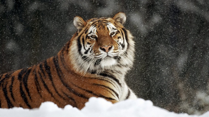 Tiger in the snow