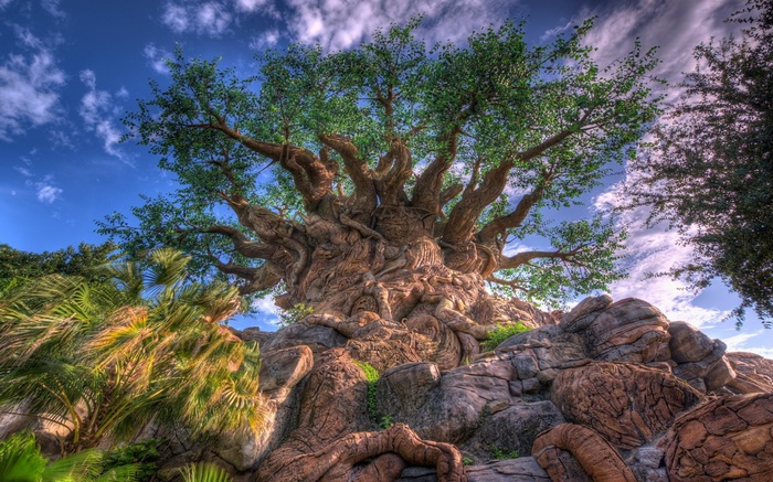 The Tree of Life at Disney's Animal Kingdom
