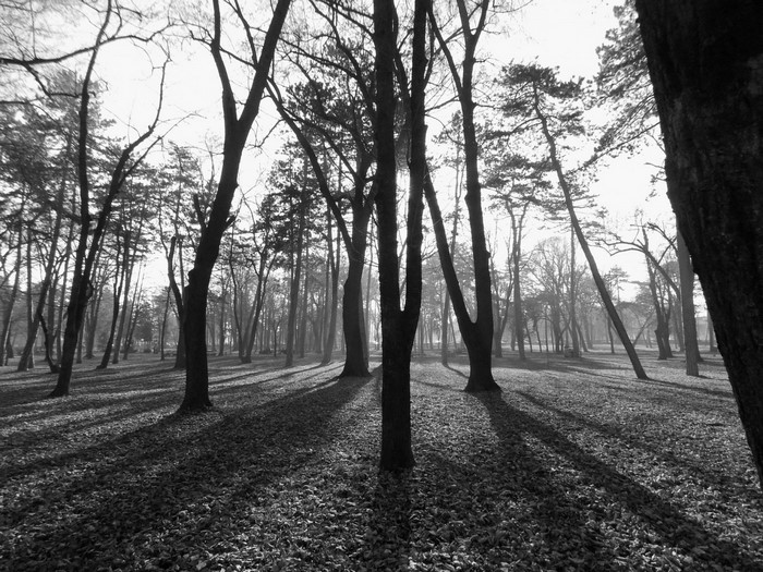 Monochrome forest with long shadows