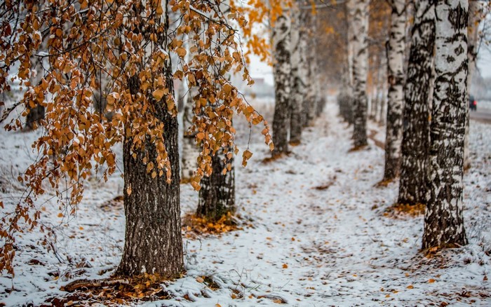 Birch trees with autumn leaves and snow