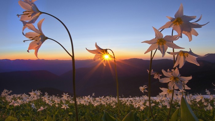 Wildflowers at sunrise in the mountains