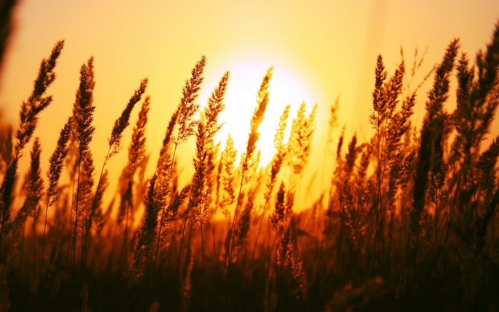 Tall grass silhouetted against a sunset